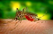 Malaria au Liban: retour discret ou simple alerte?