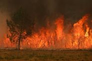 Algérie: 12 morts après des incendies dans le nord-est