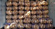 Le marché libanais de la pomme de terre en chiffres