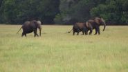 Kenya: le décès de 15 éléphants en un mois attribué à du cyanure