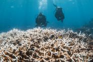 El Niño: un «effondrement» de l'écosystème de la Grande Barrière de corail redouté