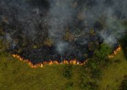 La destruction des forêts tropicales à un niveau record, sous l'effet des incendies