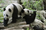 Les pandas de Tokyo partent pour la Chine après les adieux de milliers d’admirateurs