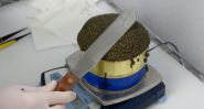 Caviar béluga : l’or gris de Bulgarie