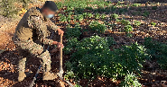 Destruction de plantations de cannabis et saisie de drogues à Baalbeck