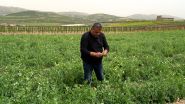 Békaa: les secousses d’une agriculture dans le sillage des crises