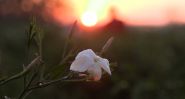 Jasmin égyptien, essence précieuse menacée par le réchauffement