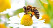 Les abeilles, sentinelles d’un Liban fragilisé