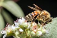 Le Liban adopte un nouveau cadre strict pour encadrer le secteur de l’apiculture