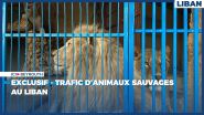 EXCLUSIF - Trafic d'animaux sauvages au Liban