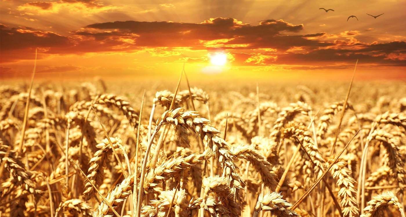 Le «sunn pest»: petite bête, gros ravages sur le blé libanais