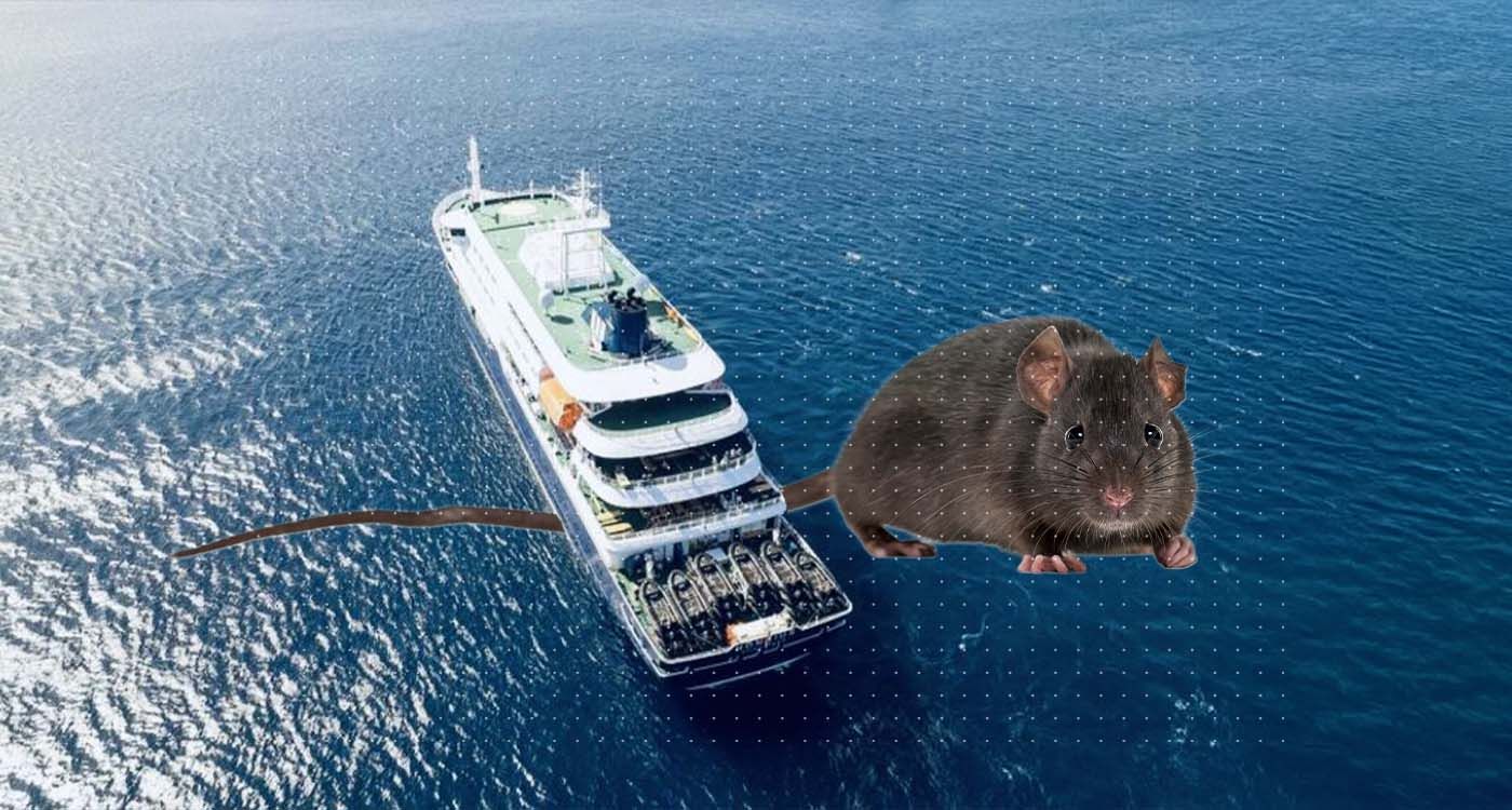 Hantavirus en mer: faut-il craindre une propagation?