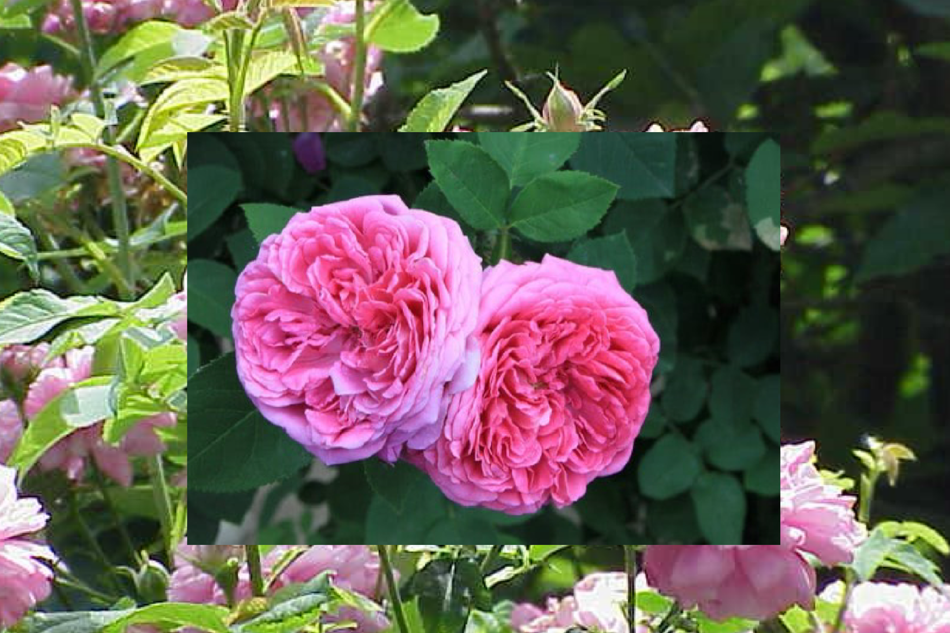 La rose de Damas, mémoire insoumise d’une Syrie blessée