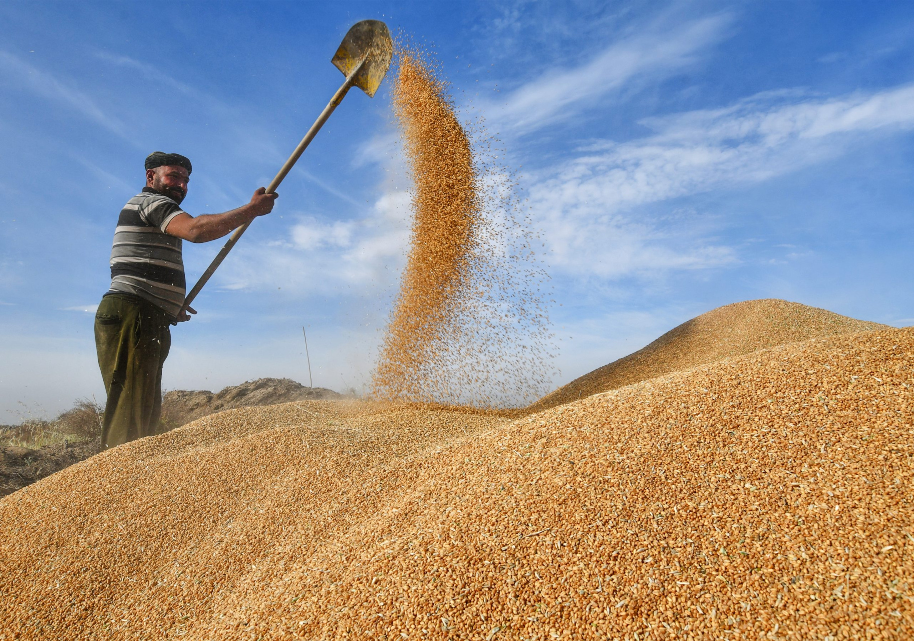 En Irak, année de vache maigre pour les agriculteurs