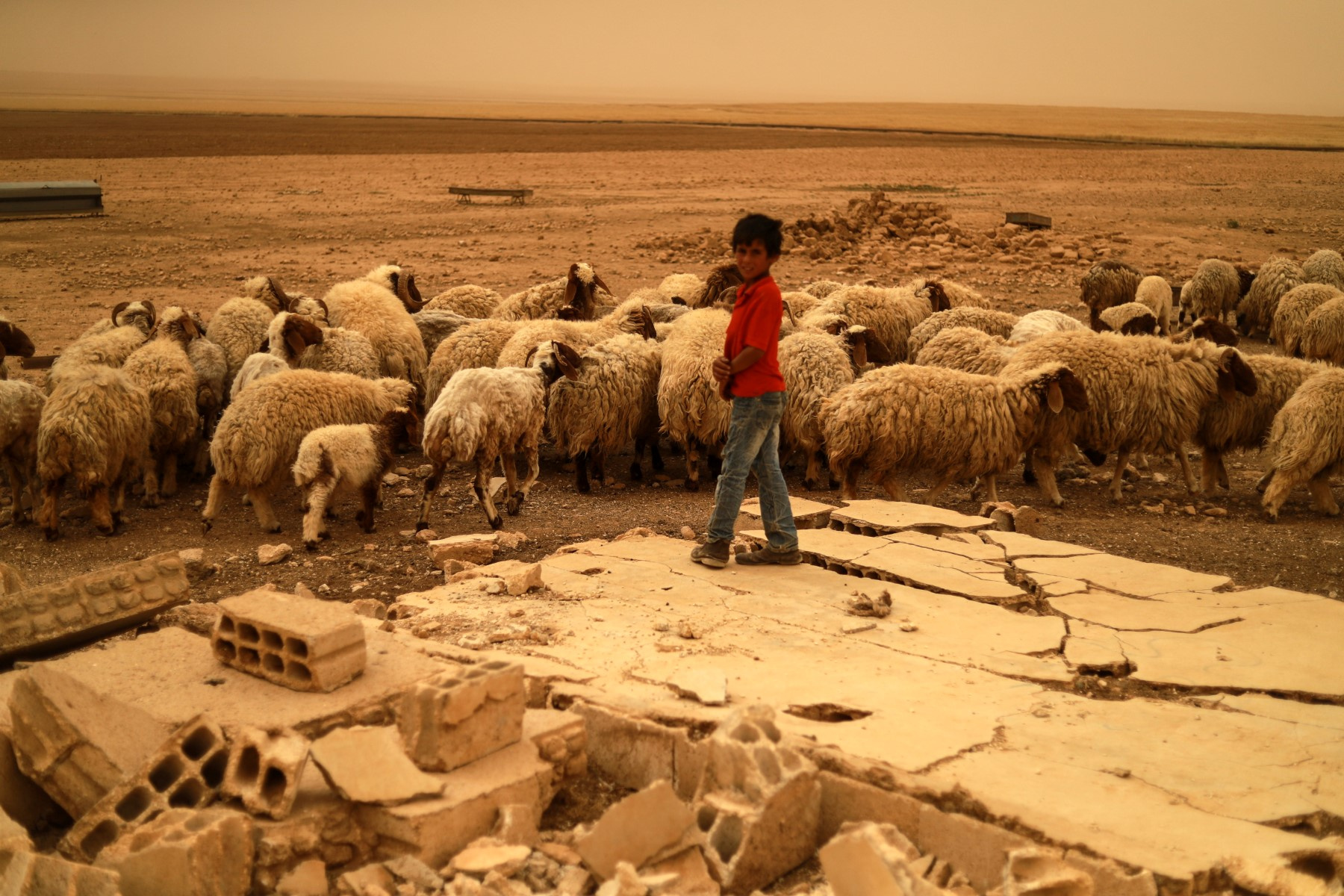 La sécheresse frappe durement l'agriculture syrienne