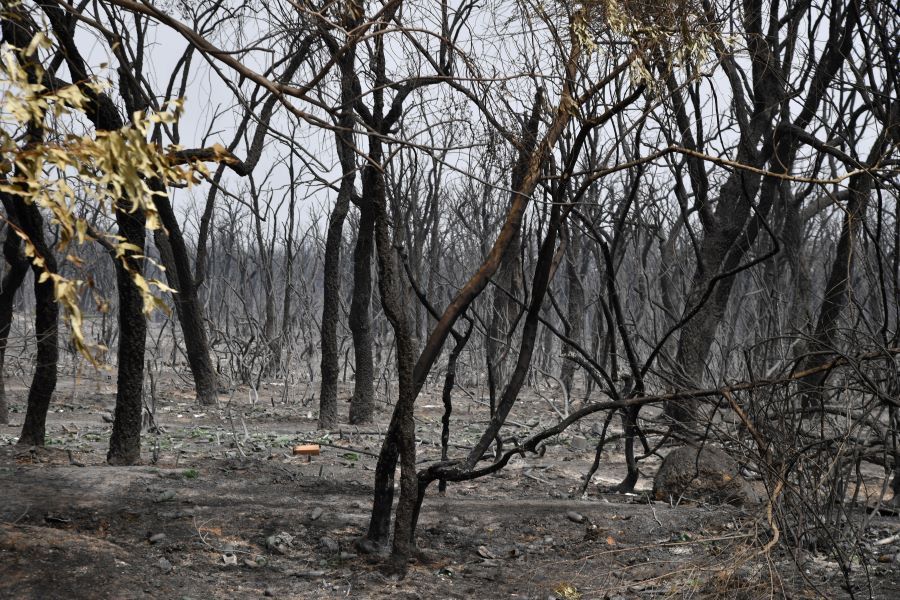 Les forêts d'Algérie en proie aux flammes