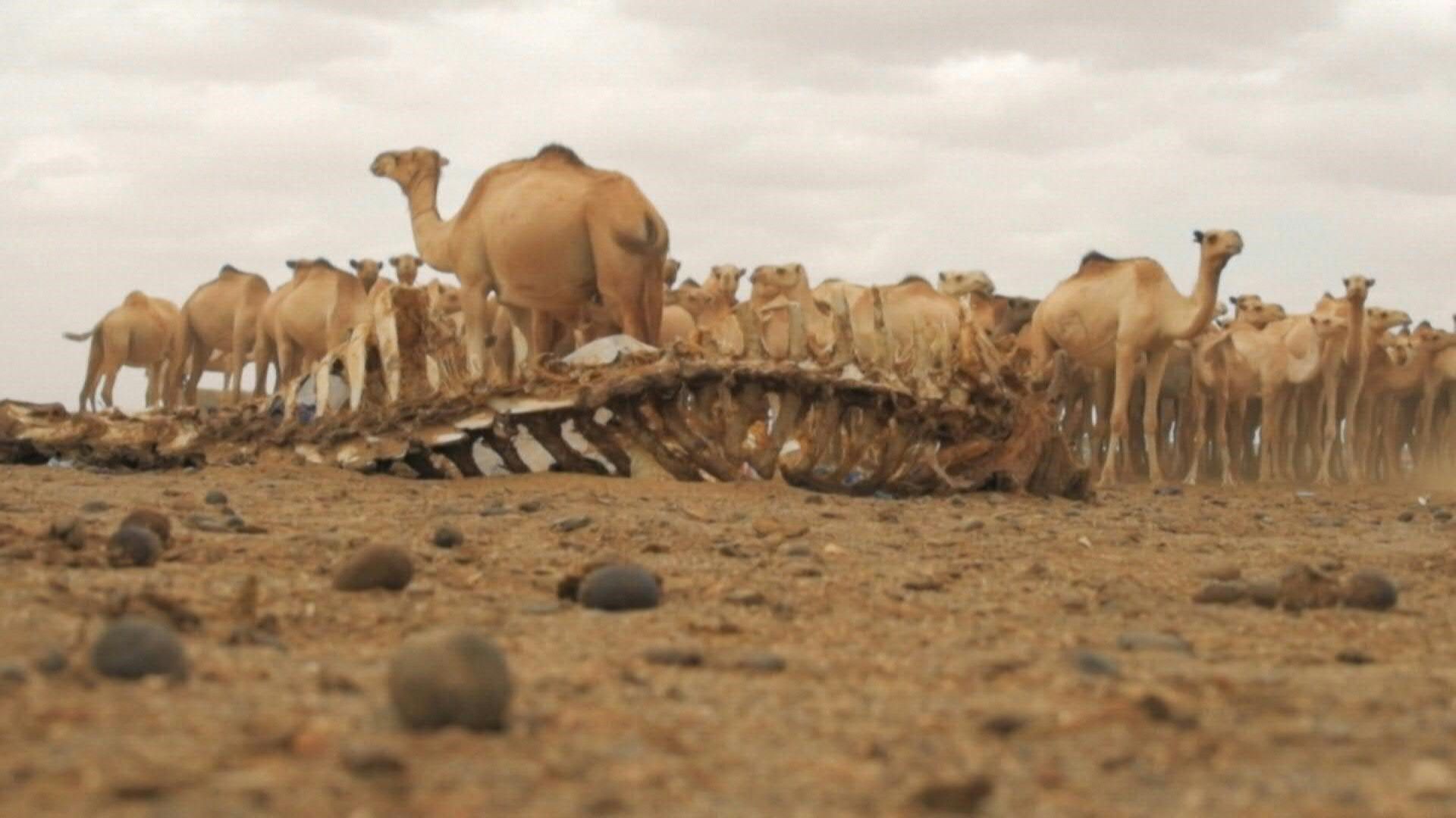 La Corne de l'Afrique menacée par une famine historique