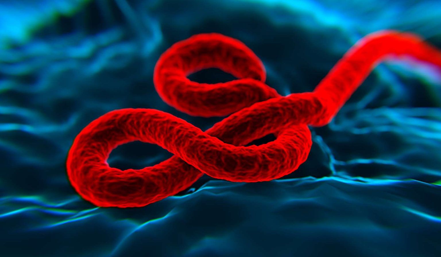 Ebola: premières pistes d’un traitement?