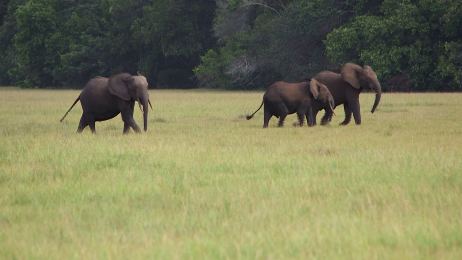 Kenya: le décès de 15 éléphants en un mois attribué à du cyanure