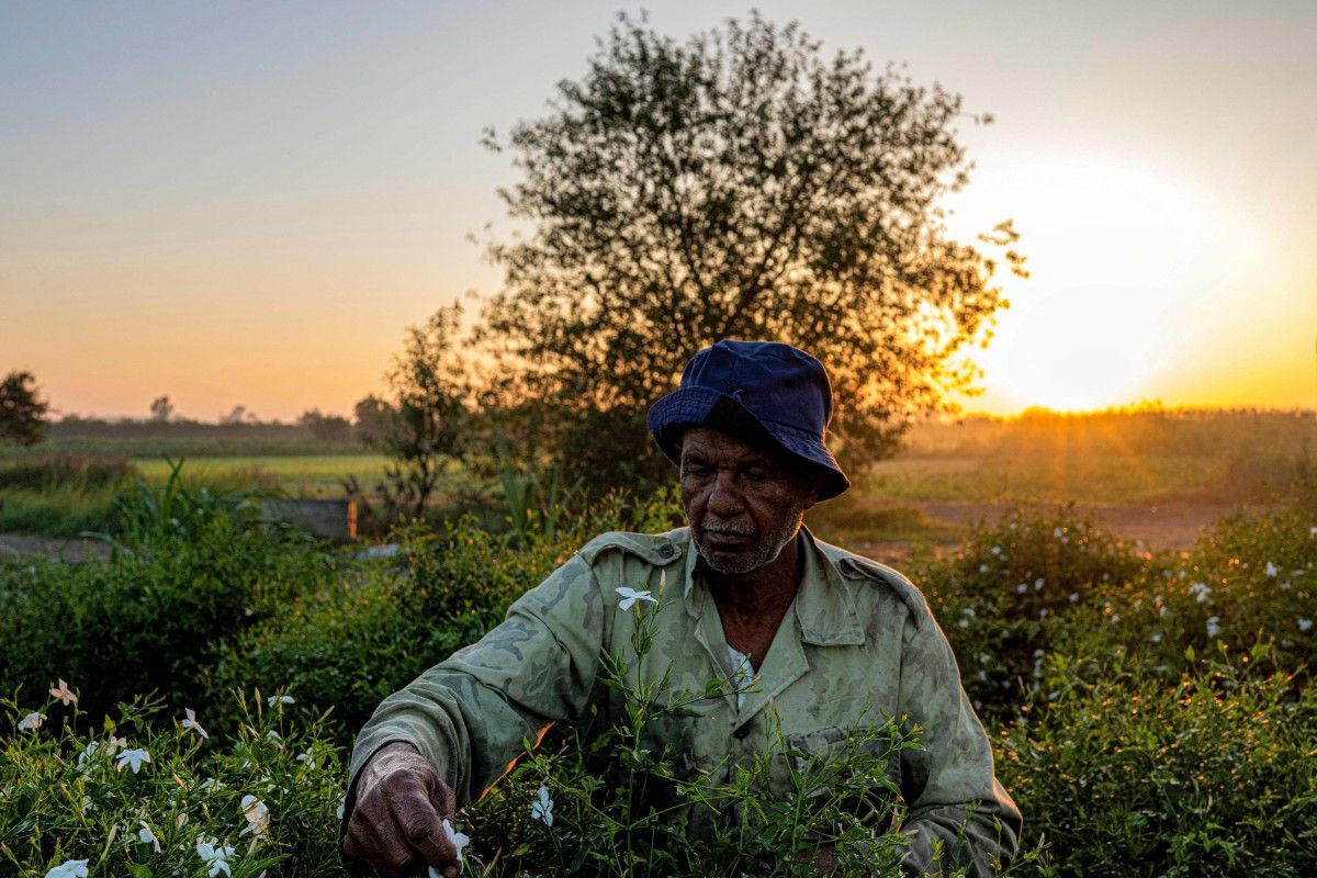 Essence de grands parfums, le jasmin égyptien se fane sous le réchauffement