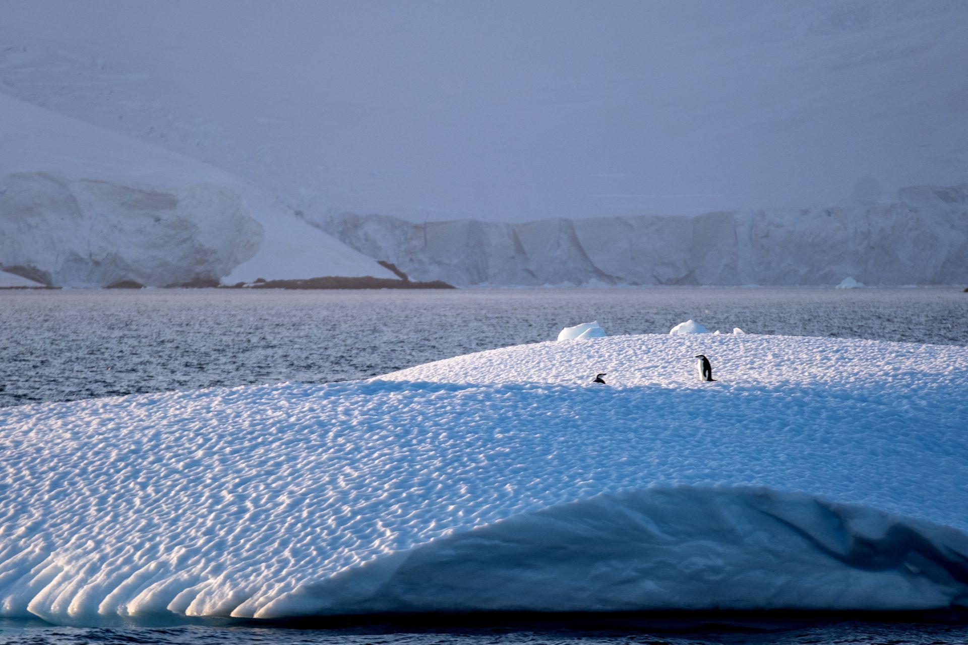 L'Antarctique de plus en plus impacté par le tourisme
