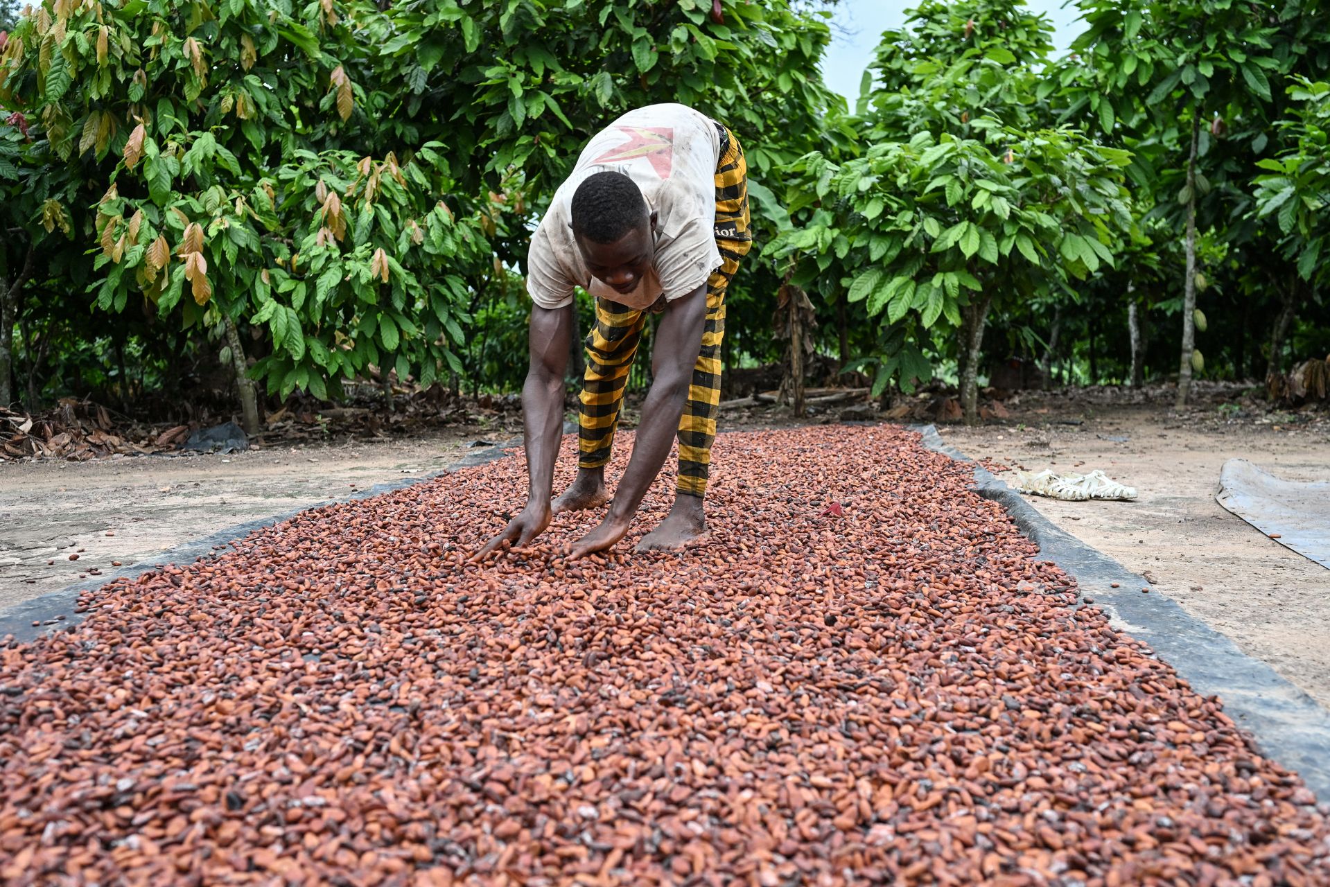 Pourquoi le chocolat reste cher avant Noël malgré la baisse du prix du cacao