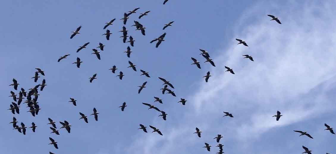 Arrestation de braconniers dans le Akkar