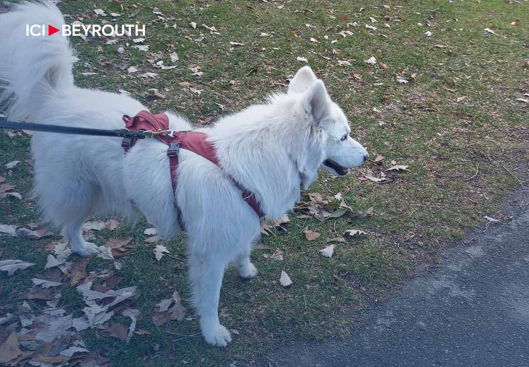 Sauver des chiens au Liban - une mission difficile