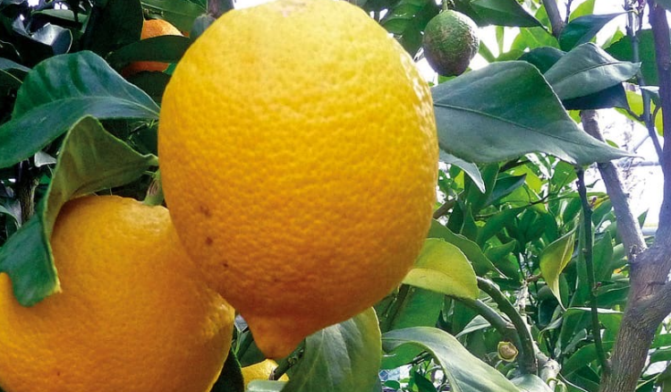La Jordanie ouvre ses frontières au citron libanais
