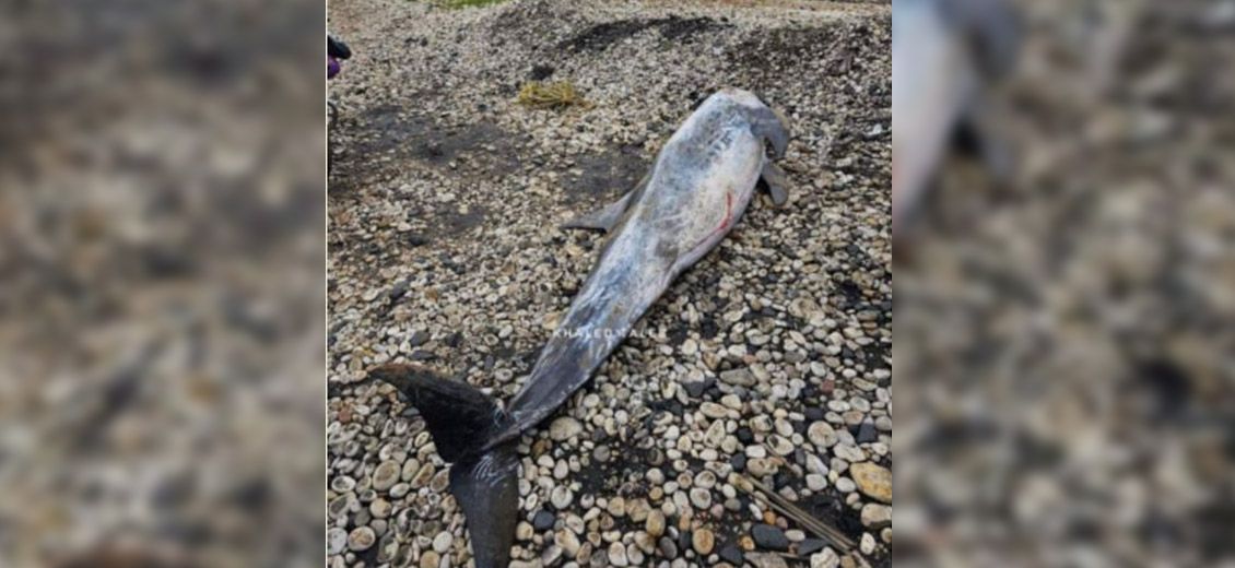 Un dauphin de Risso échoué sur une plage du Akkar