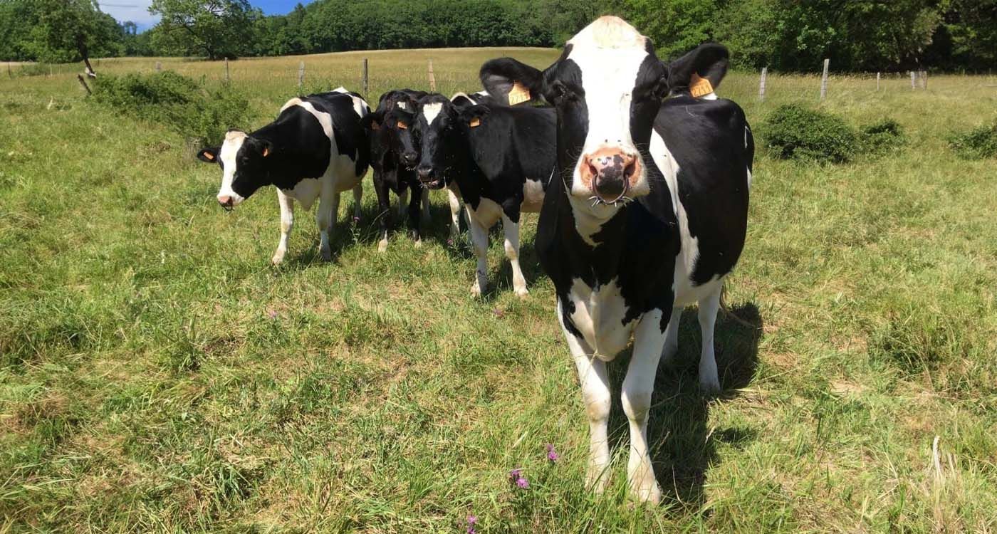 Fièvre aphteuse : le cheptel libanais sous pression, l’urgence sanitaire s’installe