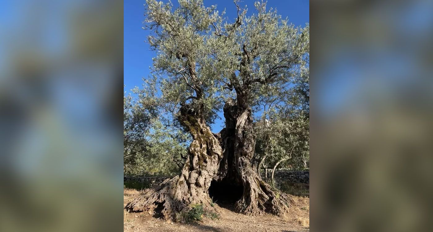 Les oliviers du Liban-sud : quand la paix reste en friche