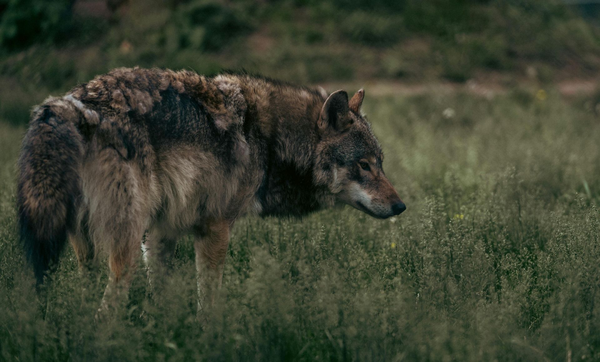 En Europe, le loup reste une «espèce protégée», mais moins qu'avant