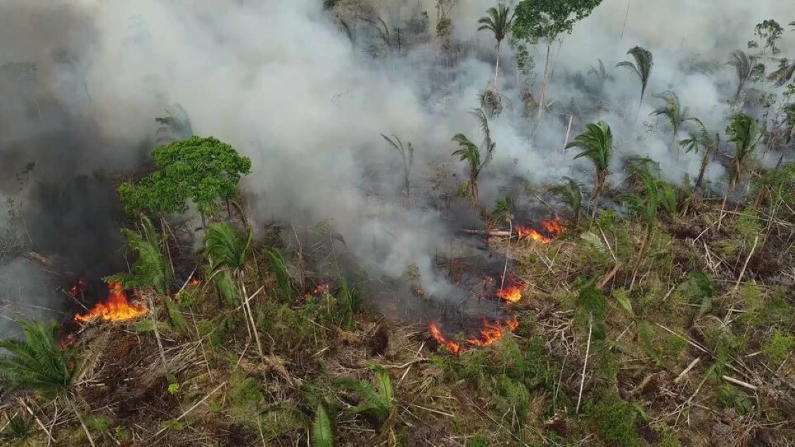 Au Brésil, l'Amazonie dans un état \