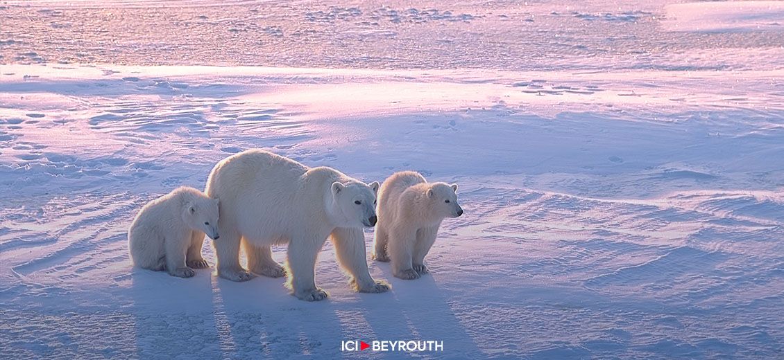 Quantification du lien entre émissions de CO2 et déclin des ours polaires