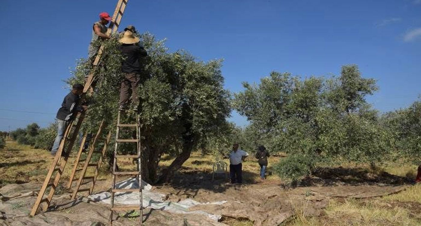 Pas de traces de phosphore dans les oliviers du Liban-Sud   