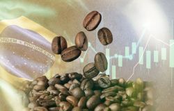 Café: le Brésil pourrait changer la trajectoire des prix