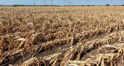 Saison sèche au Liban: urgence agricole et espoir fragile