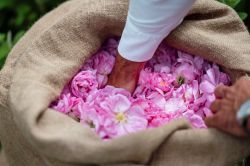 À Grasse, les roses Centifolia livrent leurs secrets de parfum