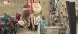 Pour le sacrifice, les animaux de l'Aïd tombent du ciel