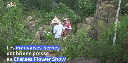 Les mauvaises herbes s'invitent au célèbre Chelsea Flower Show