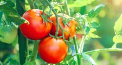 La tomate libanaise fait sa diva: les prix s’enflamment sur les étals