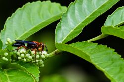 La nature au secours des humains