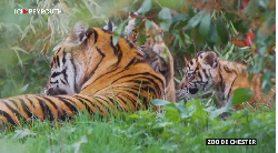 De rares bébés tigres de Sumatra au zoo de Chester