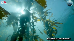 Préserver la Patagonie sous-marine, l'autre poumon de la planète