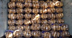 Le marché libanais de la pomme de terre en chiffres