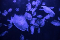 Méduses au Liban: une prolifération inquiétante?