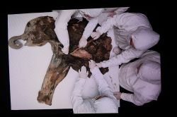 Un mammouth de 130 000 ans dévoile ses secrets