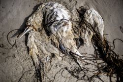 Chaque année, des centaines d’oiseaux morts sur la côte atlantique