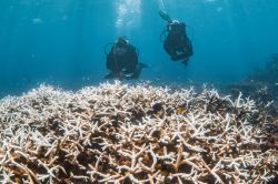 Le blanchissement mondial des coraux bat record sur record